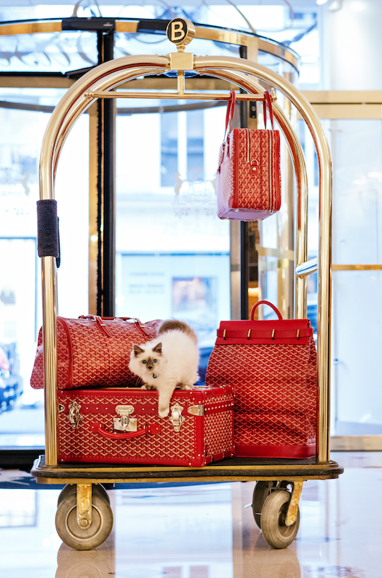 Socrate, o gato do Le Bristol Paris, revela novidades do hotel