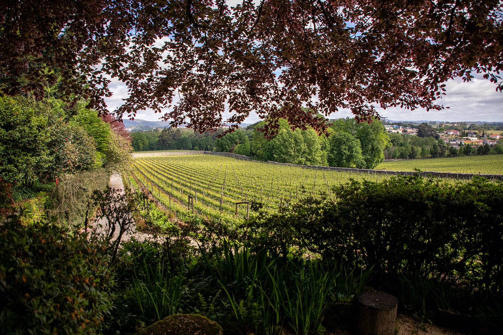 Uma viagem por Portugal na região dos vinhos verdes