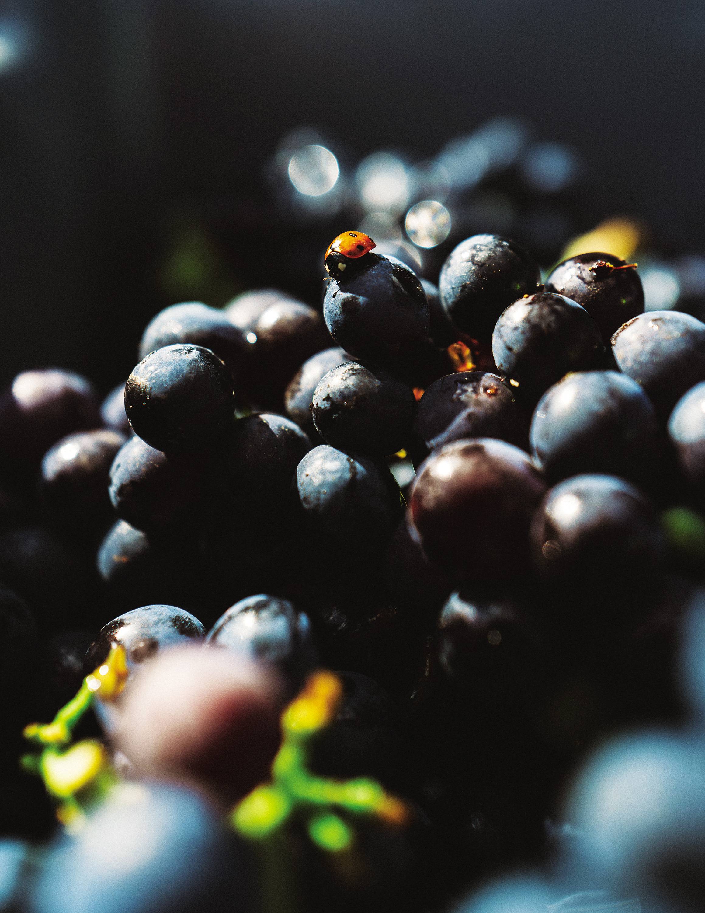 Uma joaninha pousa sobre o cacho de uvas do tipo Pinot Noir dos vinhedos de Montagne de Reims, na região de Champagne, nordeste da França.