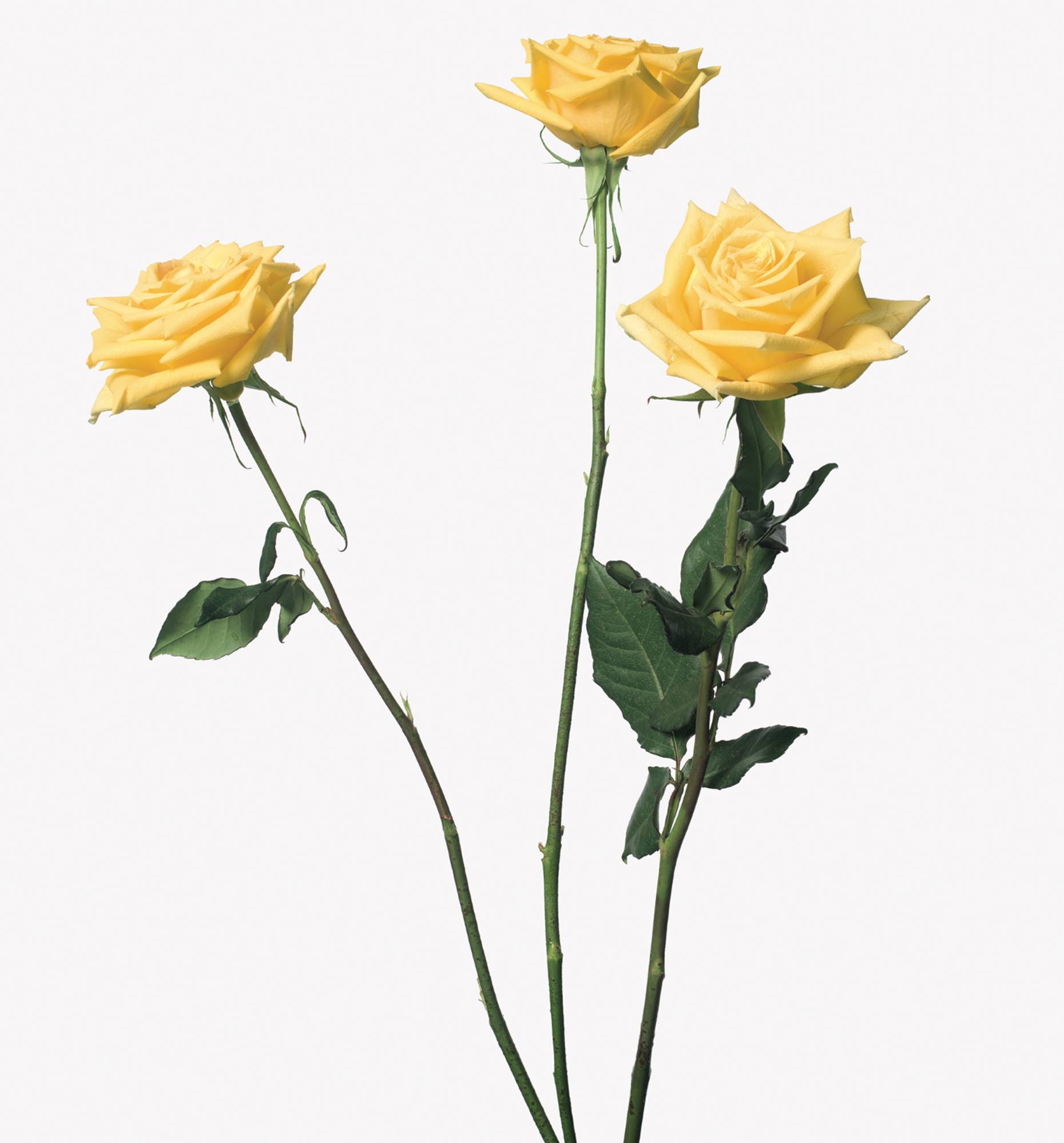 Inez & Vinoodh, 3 YELLOW ROSES [2013].
