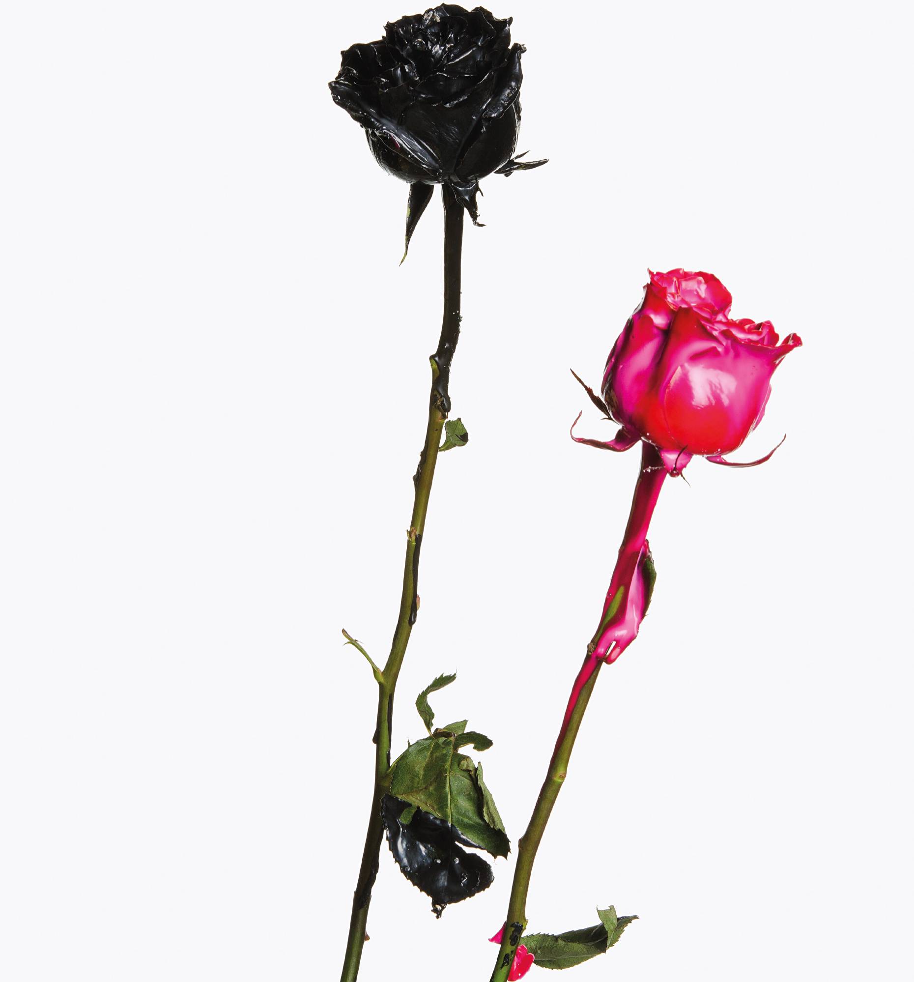 Inez & Vinoodh, Painted Roses [2013].